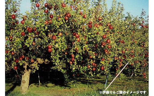 50-C　伊藤りんご園　もりのかがやき　5kg｜りんご 福島県産 リンゴ　※2024年10月上旬頃より順次発送予定