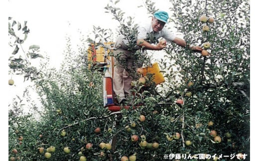 50-C　伊藤りんご園　もりのかがやき　5kg｜りんご 福島県産 リンゴ　※2024年10月上旬頃より順次発送予定