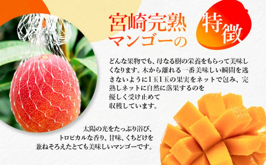 鉢植栽培 西都産完熟マンゴー 2L×2個 宮崎県西都産 サムライファーム【先行予約】＜1.5-130＞宮崎マンゴー 果物 フルーツ 甘い