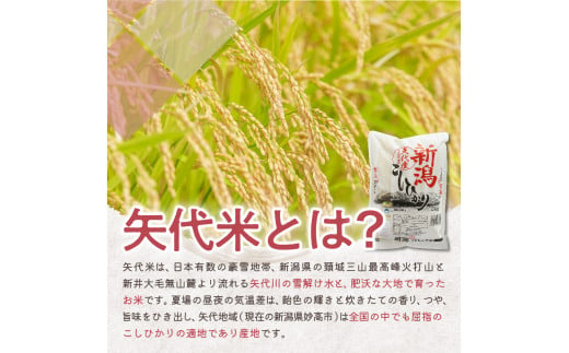 【2025年1月中旬発送】【定期便】令和6年産 新潟県矢代産コシヒカリ10kg(5kg×2袋)×2回（計20kg）