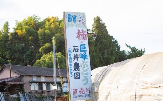 石井農園 富有柿 15玉から20玉 2024年11月15日から12月8日 出荷予定