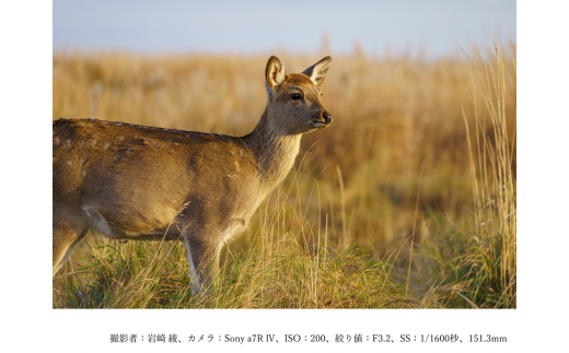 【ふるさと納税】SIGMA 70-200mm F2.8 DG DN OS| Sports　ソニーEマウント用