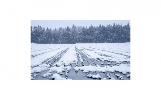 定期便！女子高生×株式会社雪の魚沼！特別栽培魚沼産コシヒカリ（毎月包装米飯10個とかぐらなんばん・ホッポロ漬各100g）×12回