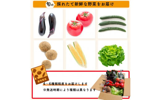 【７月下旬より配送予定】 野菜セット  片品村 尾瀬 新鮮