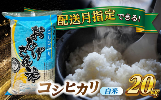 【5月発送】コシヒカリ　白米　20kg　米　お米　ご飯　愛西市/脇野コンバイン [AECP023-9]