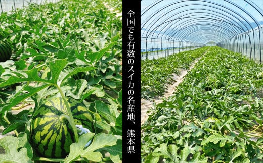 スイカ 王国 熊本 ！ 小玉 すいか 2玉 熊本県産 果物  西瓜 フルーツ 【 4月 ～ 6月 発送 】 | くだもの 小玉スイカ 小玉すいか 熊本県 玉名市