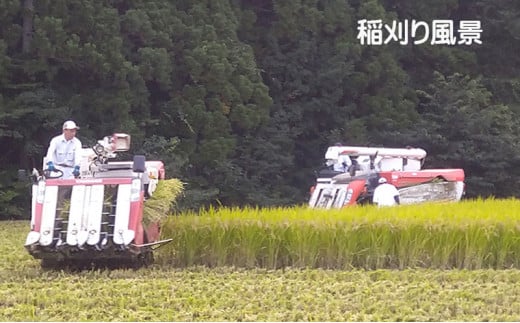 宮城県岩沼市産 志賀沢米 金のいぶき　玄米10kg（5kg×2） [№5704-0498]