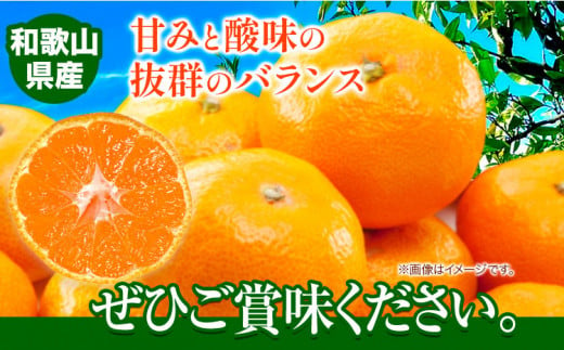 みかん 完熟有田みかん 約 3kg 有田マルシェ《11月下旬-1月中旬頃出荷予定》 和歌山県 日高町 みかん 有田 みかん 柑橘 フルーツ 完熟 ミカン 蜜柑 送料無料