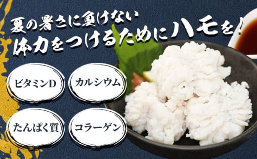 産地直送！ハモ お手頃ハモ 300g《7月上旬-9月末頃出荷》熊本県 葦北郡 津奈木町 平国丸 旬 旬の魚 鰻 鱧 湯引き 天ぷら 新鮮 お手頃