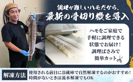 産地直送！ハモ お手頃ハモ 300g《7月上旬-9月末頃出荷》熊本県 葦北郡 津奈木町 平国丸 旬 旬の魚 鰻 鱧 湯引き 天ぷら 新鮮 お手頃