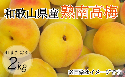 【梅干・梅酒用】（4Lまたは3L－2Kg）熟南高梅＜2025年6月上旬～7月上旬ごろに順次発送予定＞【art006A】