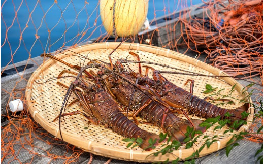 冷凍伊勢海老１kg（サイズおまかせ）エビ 甲殻類 海鮮BBQ アウトドア キャンプ お祝い えび 伊勢えび イセエビ 刺身 お刺身 鍋 お味噌汁 冷凍配送 海鮮 魚介類 海の幸【R00640】