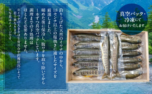 白川村産 天然岩魚 イワナ 5尾 10000円 [S802]年内お届け 年内配送