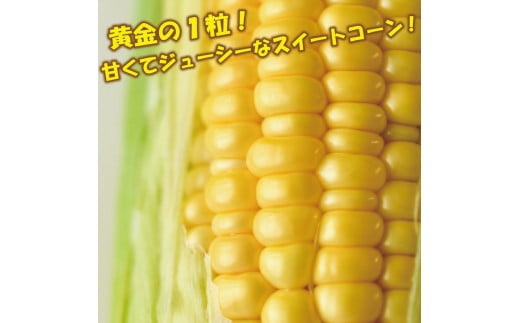 【 先行予約 】 とうもろこし スイートコーン おおもの  約 5kg 《2024年6月～順次発送》 野菜 サラダ 新鮮 キャンプ バーベキュー 特産物 生産者直送 徳島県 阿波市 四国