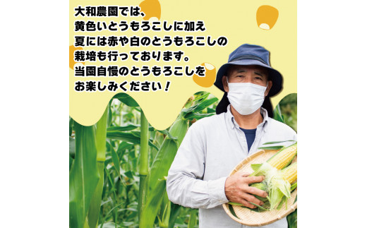 【 先行予約 】 とうもろこし スイートコーン おおもの  約 5kg 《2024年6月～順次発送》 野菜 サラダ 新鮮 キャンプ バーベキュー 特産物 生産者直送 徳島県 阿波市 四国