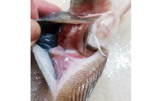 【ふるさと納税】特大エテカレイ 一夜干し 3枚 魚貝類 魚 地魚 一夜干し エテカレイ カレイ 大きめ 干物 ひもの セット 冷凍 個包装 [№5716-0467]