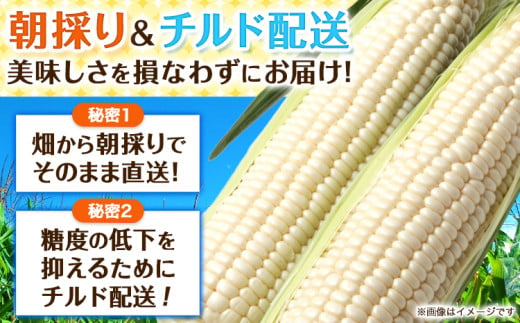 オーガニック ホワイトコーン 10本 伊場ファーム 北海道十勝浦幌町産 朝もぎたて とうもろこし 旬の時期にお届け 朝採り【2025年8月下旬-9月中旬より順次出荷】