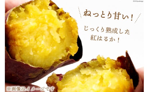 【熟成芋使用】 訳あり 干し芋 国産 大ちゃん熟成干し芋 230g 1パック【期間限定発送 メール便 常温配送 ポストイン】[かつ農園 静岡県 吉田町 22424219] 干しいも ほしいも ほし芋 さつまいも 紅はるか