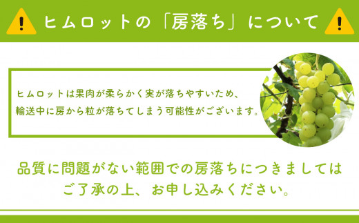 ぶどう ヒムロット 約2.3kg | 熊本県 和水町 くまもと なごみまち 朝摘み 直送 ぶどう 葡萄 ブドウ 白ブドウ