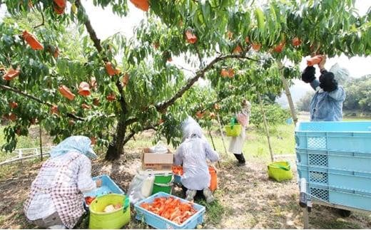 桃 2024年 先行予約 特選 岡山清水白桃 6玉 約1.5kg もも モモ 岡山県産 国産 フルーツ 果物 ギフト いろは堂 