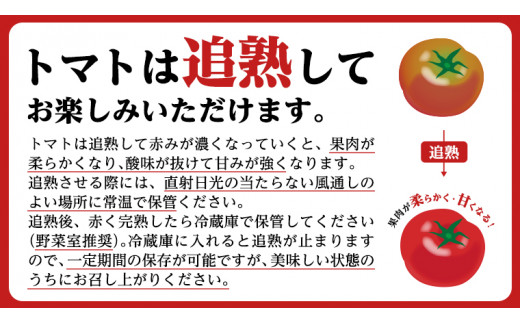 糖度9度以上 トマト 【 2025年収穫分 先行予約 】 【 定期便 】 スーパーフルーツトマト 中箱 約1.2kg×1箱×3回 お届け！ 糖度9度以上 フルーツトマト トマト 2025年2月上旬発送開始 とまと 野菜 [BC049sa]