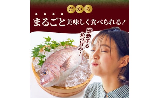 【冷蔵】延岡産活〆鮮魚職人技の脱血鮮魚真鯛１尾分（内臓エラ取り） N019-YZA476