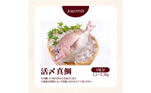 【冷蔵】延岡産活〆鮮魚職人技の脱血鮮魚真鯛１尾分（内臓エラ取り） N019-YZA476