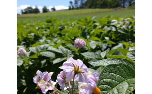 キタアカリ　厚沢部産　約10kg【Ｓサイズ】 【 ふるさと納税 人気 おすすめ ランキング じゃがいも ジャガイモ キタアカリ カレー コロッケ 煮物 北海道 厚沢部 送料無料 】 ASO030