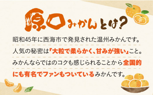 【数量限定】原口みかん 5kg 長崎県/長崎ダイヤモンドスタッフ [42AABL001] みかん 5kg 甘い 長崎 大粒 原口