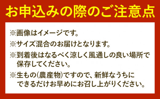 みかん 温州みかん 厳選 5kg サイズ混合 GOGO農園《11月上旬-1月中旬頃出荷》 和歌山県 日高川町 うんしゅうみかん みかん 柑橘 蜜柑 フルーツ 送料無料