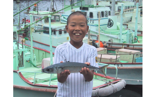 活〆土佐の清水さば（3尾） ブランドゴマサバ  鯖 鮮魚 刺身 直送【R00458】