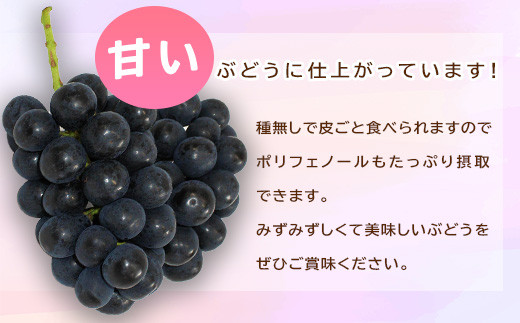 [No.5657-3806]信州須坂産 訳あり 小分け ナガノパープル 合計約3kg(16パック)《坂井果樹園》■2024年発送■※8月下旬頃～10月中旬頃まで順次発送予定