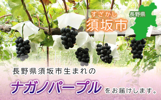 [No.5657-3806]信州須坂産 訳あり 小分け ナガノパープル 合計約3kg(16パック)《坂井果樹園》■2024年発送■※8月下旬頃～10月中旬頃まで順次発送予定