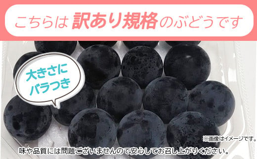 [No.5657-3806]信州須坂産 訳あり 小分け ナガノパープル 合計約3kg(16パック)《坂井果樹園》■2024年発送■※8月下旬頃～10月中旬頃まで順次発送予定