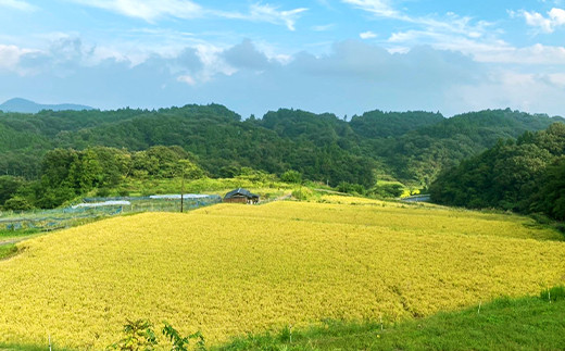 美星町産こしひかり8kg（2kg×4袋）