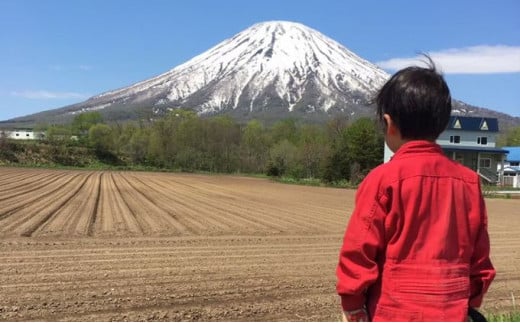 北海道産とうもろこし〈めぐみ〉2Lサイズ22本 山田農場 ［京極町］野菜 果物 とうもろこし とうきび スイートコーン 北海道 料理