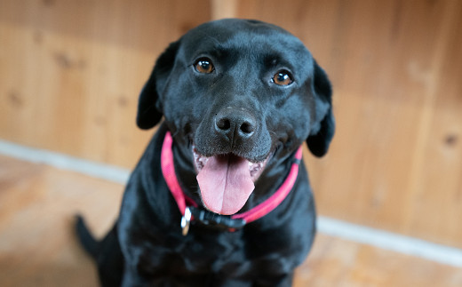 O20　宍粟 鹿肉 100％　中型犬 ～ 大型犬 向け 犬 の 無添加 おやつ　噛ませたい（ハードタイプ）　【 ペット 用品 ペットフード 低脂肪 高タンパク 鉄分 ジビエ ヒューマングレード ハード 】