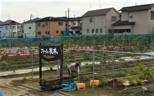 農園での収穫の様子