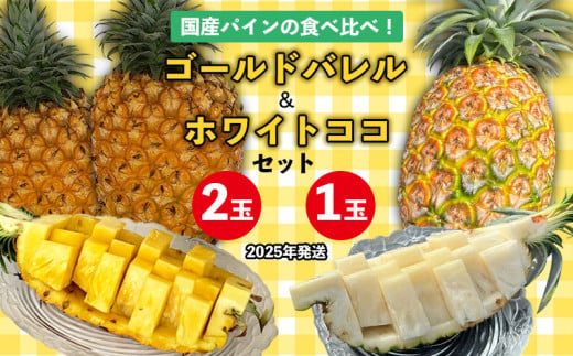 国産パインの食べ比べ！ゴールドバレル（2玉）&ホワイトココ（1玉）セット【2025年発送】 パイン パインアップル パイナップル ゴールドバレル ホワイトココ 数量限定 食べ比べ お試し ジューシー 希少 生産量日本一 国産 国産パイン おいしい 南国 トロピカル 予約 先行予約 沖縄 東村