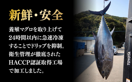 【全3回定期便】本マグロセット 計約550g(大トロ・中トロ・赤身セット) 長崎県/長崎県漁業協同組合連合会 [42ZZAC011] マグロ 中トロ 赤身 刺身 長崎 養殖