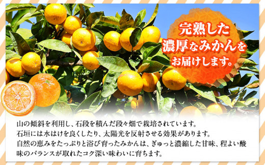 完熟有田みかん 10kg 株式会社魚鶴商店《2024年11月下旬-2025年2月上旬頃出荷》和歌山県 日高町 有田みかん ミカン 蜜柑 フルーツ 柑橘