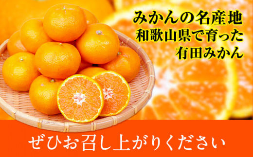 完熟有田みかん 10kg 株式会社魚鶴商店《2024年11月下旬-2025年2月上旬頃出荷》和歌山県 日高町 有田みかん ミカン 蜜柑 フルーツ 柑橘