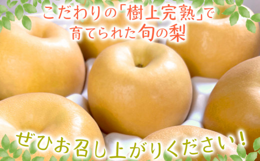 数量限定 旬の梨 約3kg 幸水 豊水 新水 松木果樹園 7月下旬～9月上旬 順次出荷予定 農家直送 樹上完熟 甘い ジューシー フルーツ 果物 果汁 ギフト 福岡県 福岡 九州 グルメ お取り寄せ