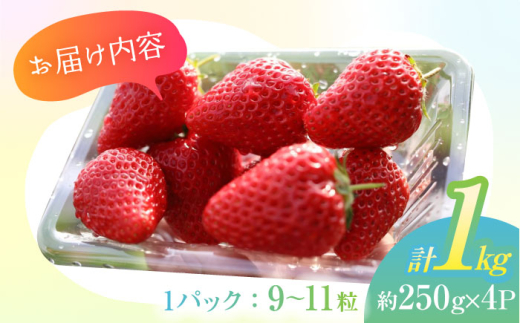 朝摘み 愛知県産 完熟やよい姫 約250g×4パック いちご やよい姫 完熟 愛西市/くぼ苺農園 [AECJ003]