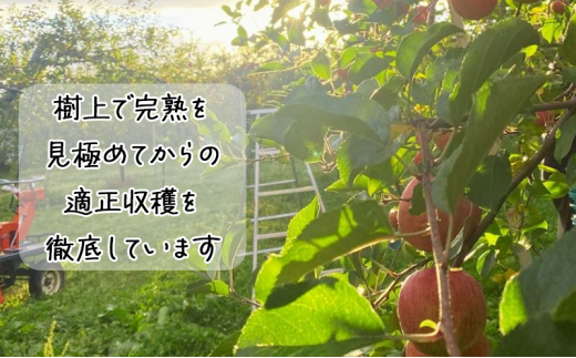 【11月下旬発送】【訳あり】青森県津軽のりんご「サンふじ・王林」約5kg【里いちみfarm】