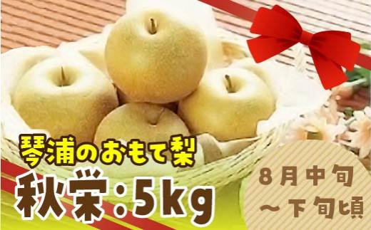 数量限定 鳥取県産梨 秋栄（あきばえ） 5kg（12～16玉）