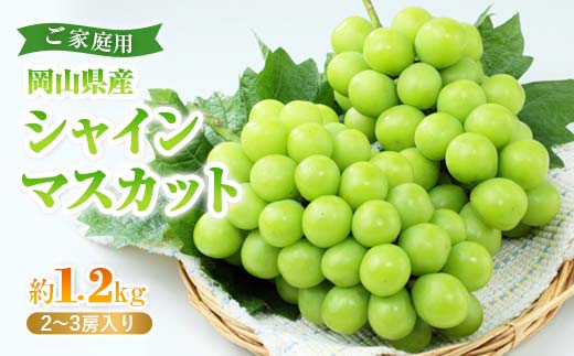 岡山県産シャインマスカット(ご家庭用)＜2024年9月中旬以降発送予定＞ TY0-0323