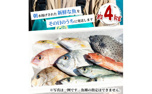 産地直送！ 海陽町より旬の魚をお届け！ 鮮魚セット 中セット 約４kg  詰め合わせ 