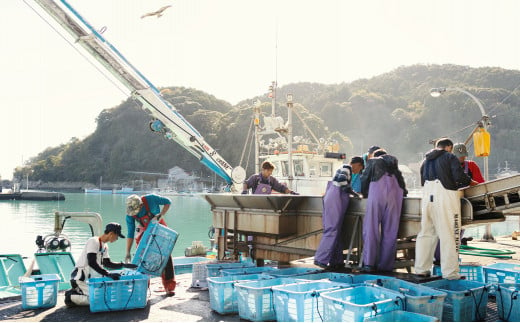 産地直送！ 海陽町より旬の魚をお届け！ 鮮魚セット 中セット 約４kg  詰め合わせ 