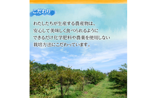 2468 【３回定期便２か月に１回】粒王　ブルーベリージャム200g×５個